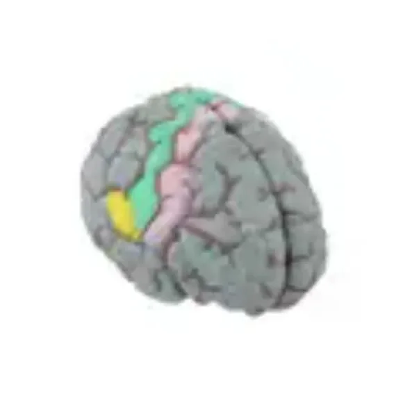 Life Size Human Brain Model - Medical Teaching (w/ 4 sections) EUC - Picture 2 of 10